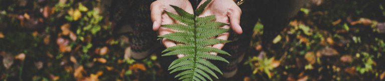 Hands holding a leaf